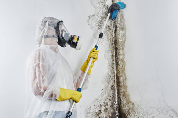 Best Basement Mold Remediation in Orwigsburg, PA