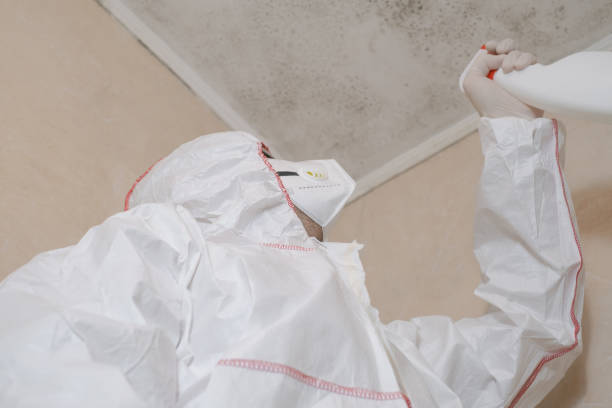Trusted Orwigsburg, PA Mold Remediation Experts