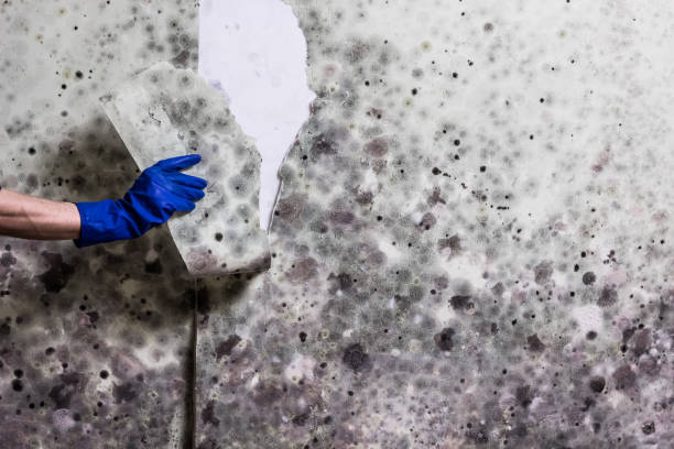 Best White Mold Remediation in Orwigsburg, PA